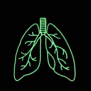 11zon_IMG_7785 (1) Anatomiczne Płuca